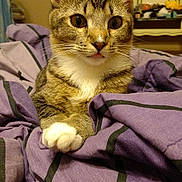 Kiki joined the competition — help win amazing prizes! cat, tabby, pet, animal, indoor, blanket, purple, cozy, fur, whiskers, paws, cute, curious, portrait, mischievous, eyes, indoor_lighting, resting, bedroom, feline