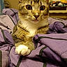 cat, tabby, pet, animal, indoor, blanket, purple, cozy, fur, whiskers, paws, cute, curious, portrait, mischievous, eyes, indoor_lighting, resting, bedroom, feline