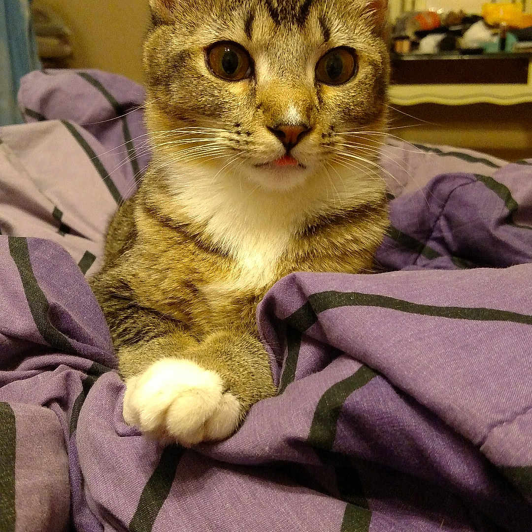 Kiki joined the competition — help win amazing prizes! cat, tabby, pet, animal, indoor, blanket, purple, cozy, fur, whiskers, paws, cute, curious, portrait, mischievous, eyes, indoor_lighting, resting, bedroom, feline