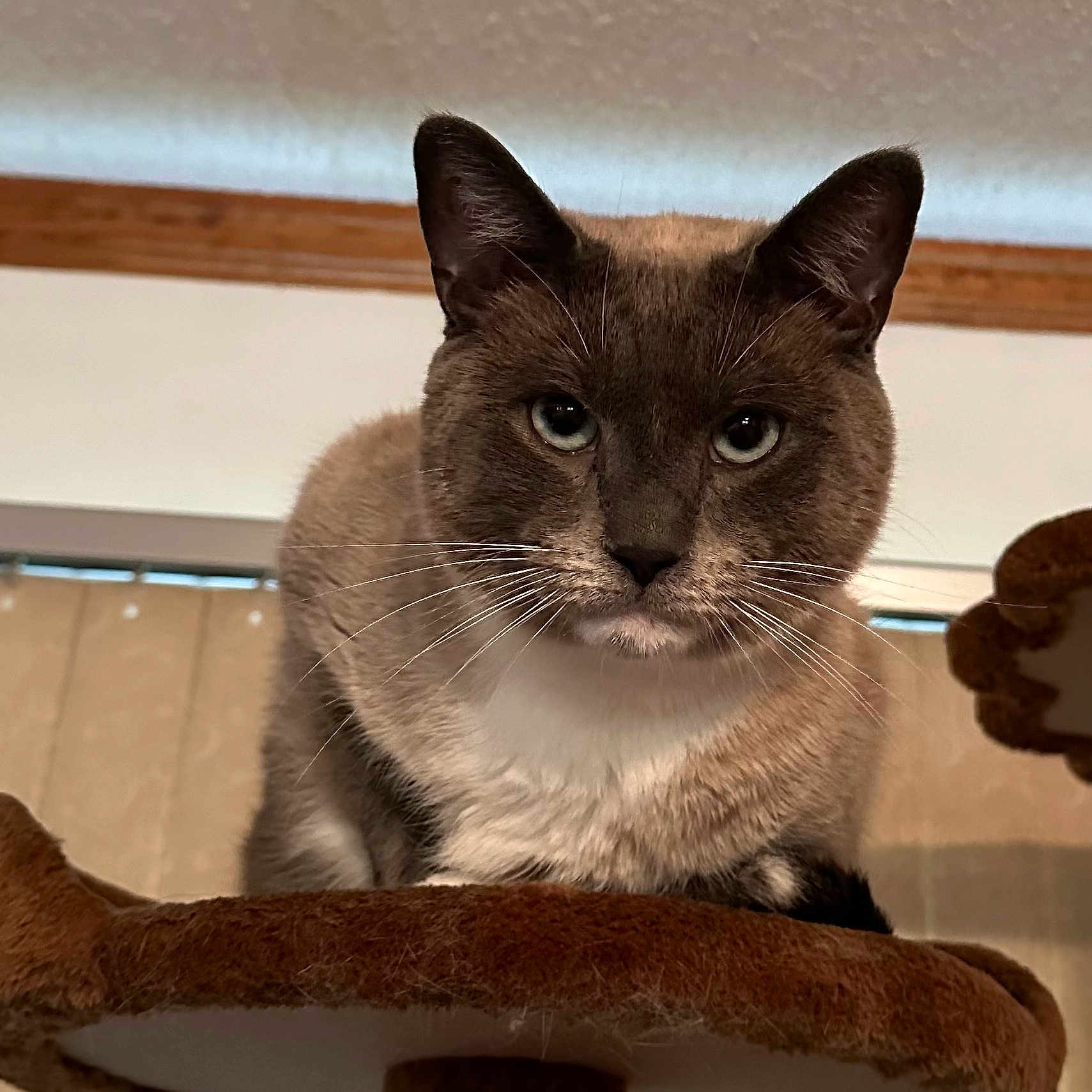 Tom