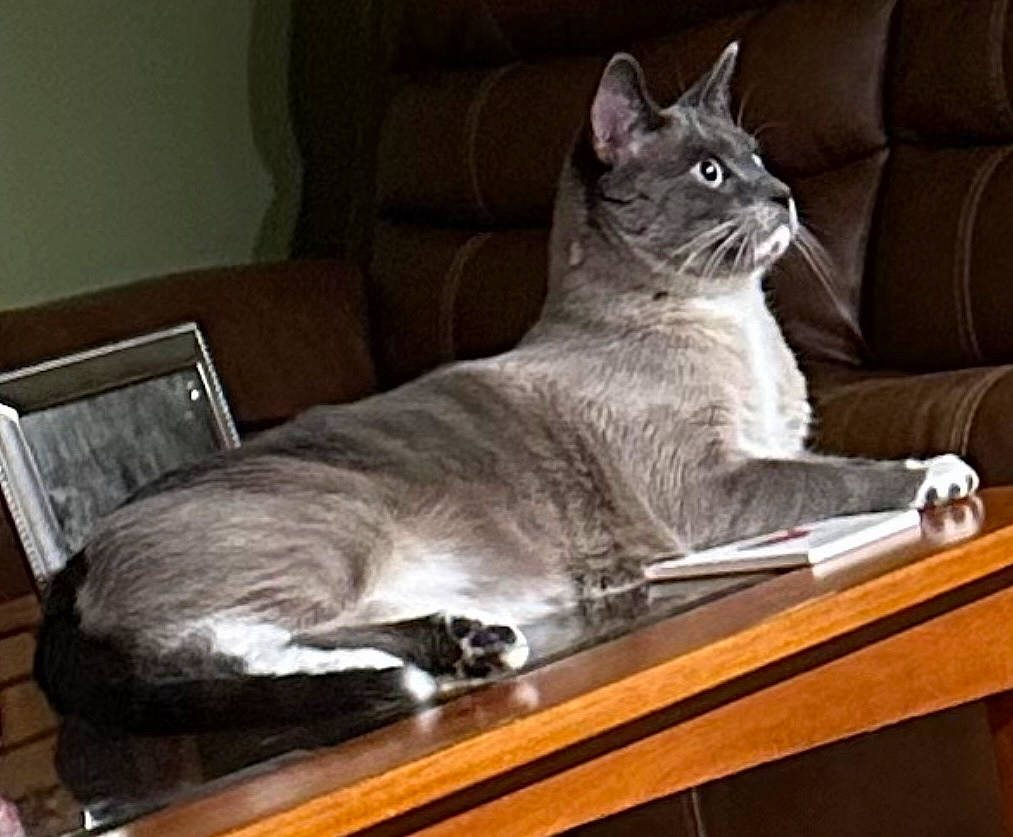 Tom joined the competition — help win amazing prizes! carnivore, cat, cat_supply, comfort, couch, domestic_short_haired_cat, felidae, fur, furniture, grey, hardwood, linens, paw, room, small_to_medium_sized_cats, snout, table, tail, whiskers, wood