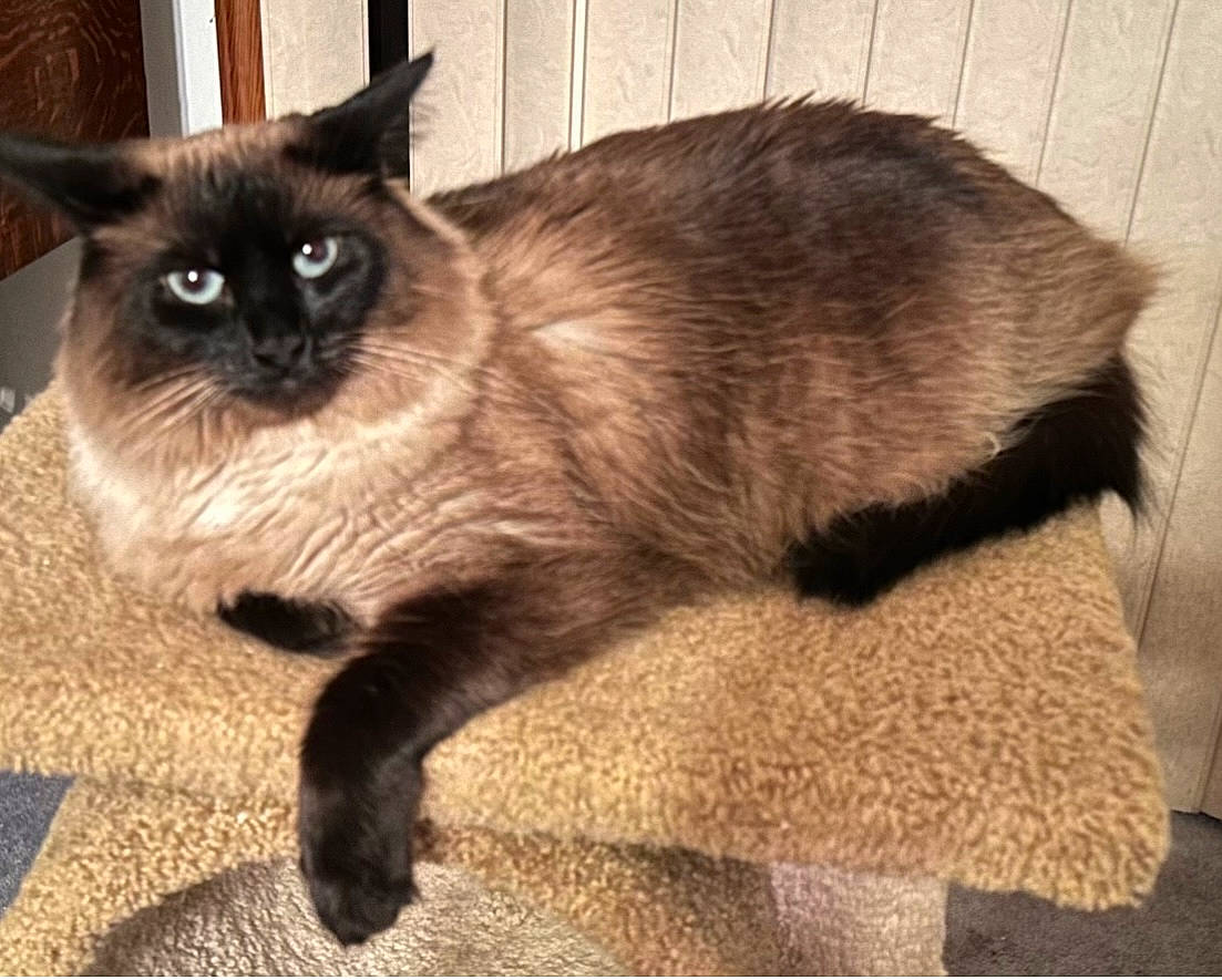 Sassy joined the competition — help win amazing prizes! balinese, carnivore, cat, claw, eye, fawn, felidae, flooring, fur, iris, paw, plant, siamese, sitting, small_to_medium_sized_cats, snout, tail, terrestrial_animal, thai, whiskers