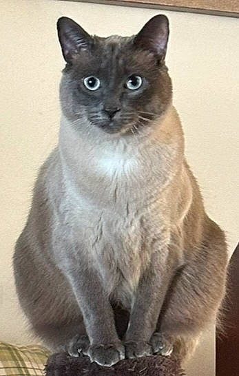 Isis joined the competition — help win amazing prizes! birman, carnivore, cat, domestic_short_haired_cat, fawn, felidae, fur, siamese, small_to_medium_sized_cats, snout, terrestrial_animal, whiskers, window