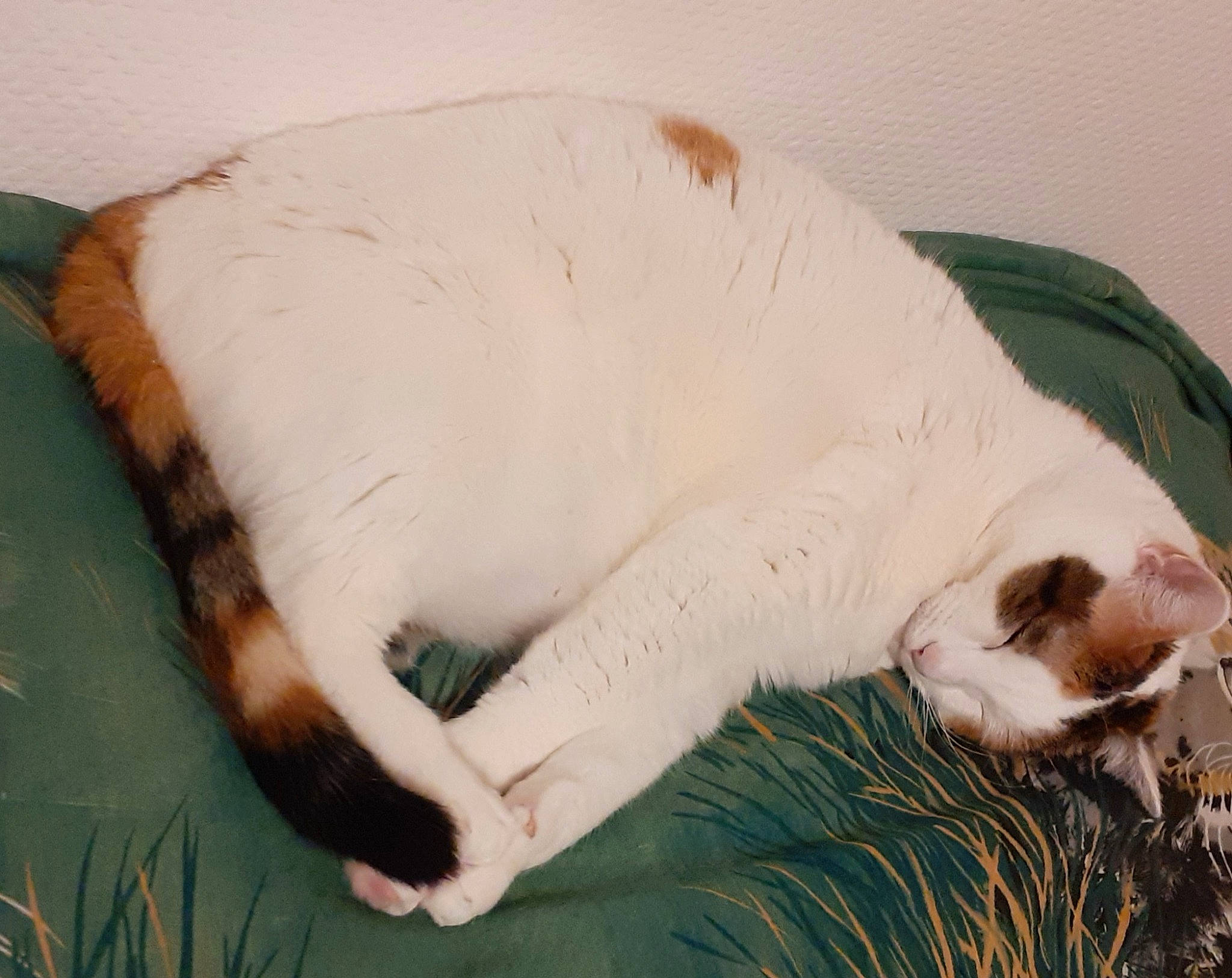 Mimi a rejoint le concours — aidez-le/la à gagner de superbes lots ! canidae, carnivore, cat, claw, comfort, companion_dog, dog_breed, domestic_short_haired_cat, fawn, felidae, fur, linens, nap, paw, small_to_medium_sized_cats, snout, sporting_group, tail, terrestrial_animal, whiskers