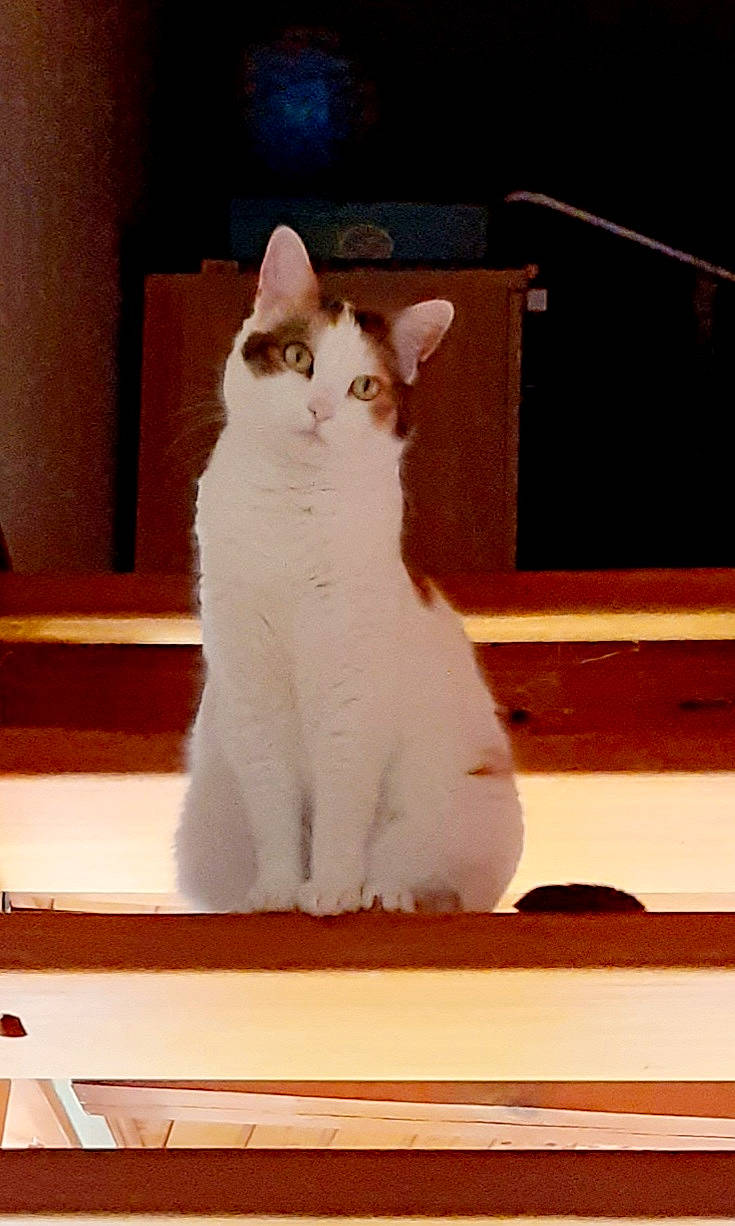 Mimi participe au concours pour gagner de l'argent avec cette photo : carnivore, cat, cat_supply, domestic_short_haired_cat, fawn, felidae, fur, paw, rectangle, sitting, small_to_medium_sized_cats, tail, whiskers, window, wood