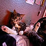 cat, tabby_cat, pet, indoor, bed, relaxed, paws, fur, whiskers, poster, wall, fan, curious, animal, feline, cozy, resting, cute, domestic, room