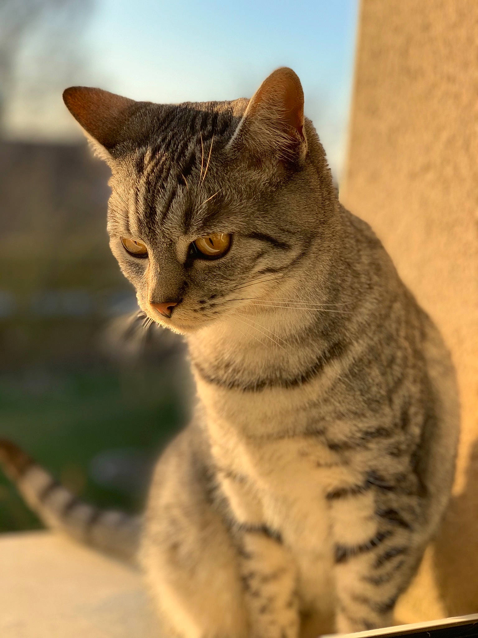 Pippa a rejoint le concours — aidez-le/la à gagner de superbes lots ! carnivore, cat, domestic_short_haired_cat, felidae, fur, grass, paw, sky, small_to_medium_sized_cats, snout, tail, terrestrial_animal, tree, whiskers, wildlife