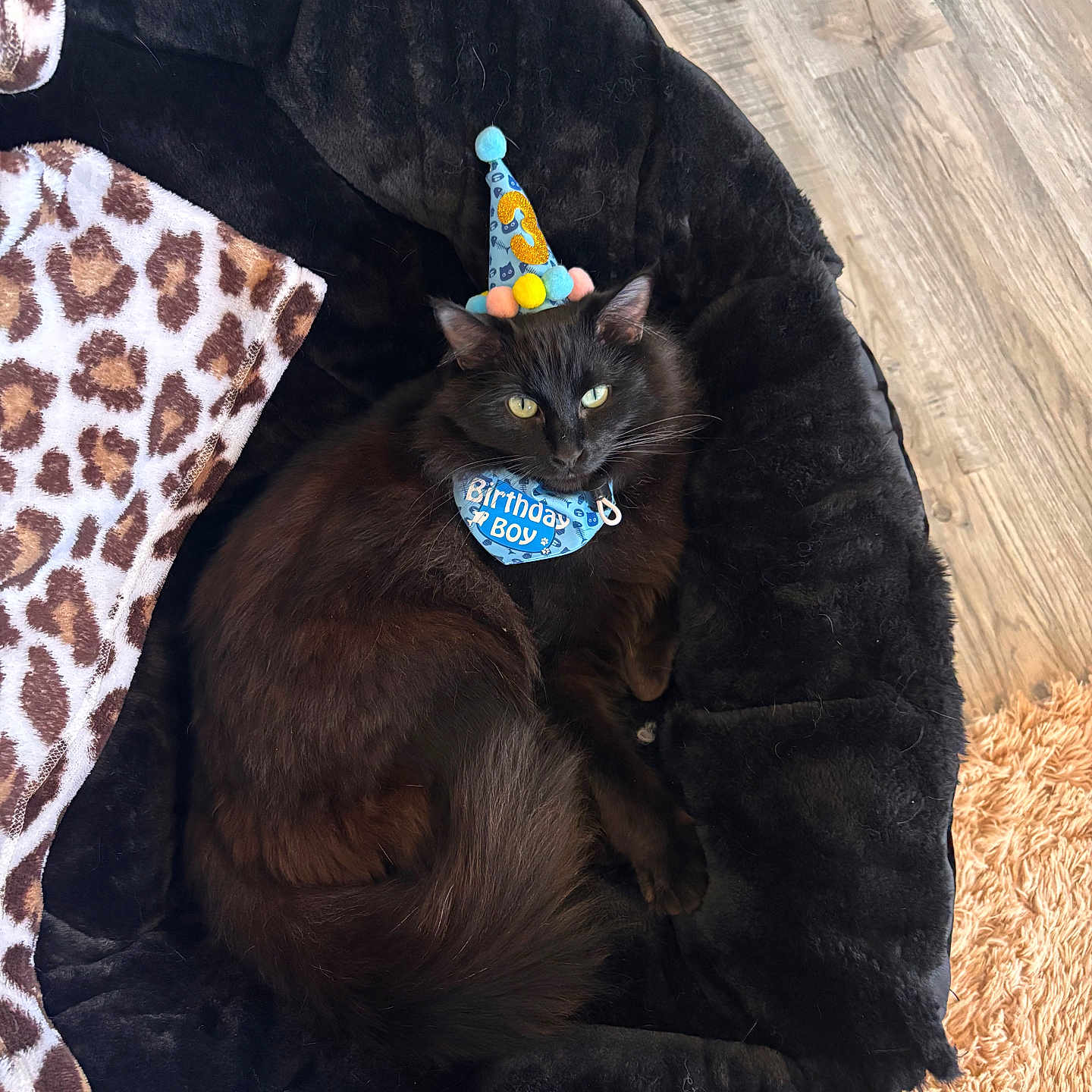 Veep joined the competition — help win amazing prizes! abyssinian, animal, blackcat, bonnet, cap, cat, chair, clothing, couch, furniture, giraffe, hardwood, hat, kitten, manx, partyhat, pet, siamese, velvet, wood
