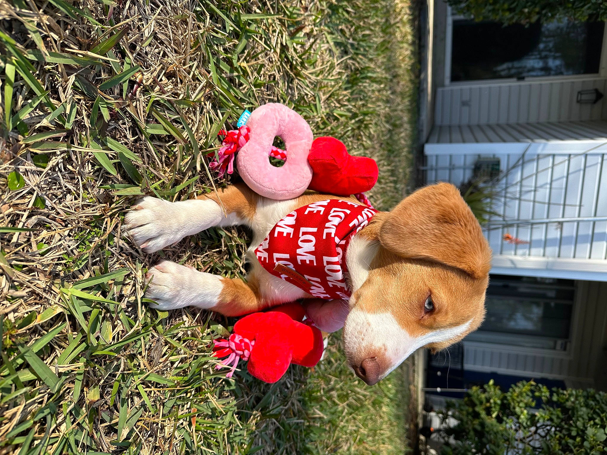 Pumba is registered to the contest to win money with this photo: carmine, christmas_ornament, fawn, fun, fur, grass, hat, headgear, lawn_ornament, mascot, people_in_nature, plant, plush, recreation, stuffed_toy, sun_hat, teddy_bear, toy, wood, working_animal