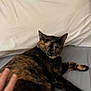Zoey joined the competition — help win amazing prizes! animal, bed, cat, claws, comfort, cozy, cute, domestic, feline, fur, hand, indoor, nap, pet, pillow, relaxed, resting, sleeping, tortoiseshell, whiskers