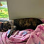 Zoey is registered to the contest to win money with this photo: cat, tortoiseshell, sleeping, blanket, pink, stars, window, sunlight, indoor, resting, animal, pet, cozy, fur, mammal, relaxing, home, soft, peaceful, nap