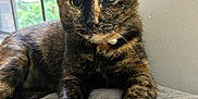Zoey is registered to the contest to win money with this photo: cat, tortoiseshell, pet, animal, feline, indoor, cozy, blanket, window, relaxed, paw, fur, whiskers, winking, domestic, cute, resting, closeup, home, natural_light