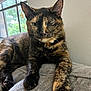 cat, tortoiseshell, pet, animal, feline, indoor, cozy, blanket, window, relaxed, paw, fur, whiskers, winking, domestic, cute, resting, closeup, home, natural_light