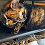Zoey is registered to the contest to win money with this photo: animal, cat, collar, domestic_animal, ears, feline, fur, green_eyes, home, indoor, jewelry, looking_away, pet, resting, shelf, shoe_rack, shoes, slippers, tortoiseshell_cat, whiskers