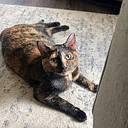 Zoey is registered to the contest to win money with this photo: animal, carpet, cat, couch, cozy, cute, ears, floor, furniture, green_eyes, home, indoor, living_room, looking_at_camera, natural_light, paws, pet, relaxed, tortoiseshell_cat, whiskers