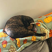 Zoey joined the competition — help win amazing prizes! cat, sleeping, curled_up, blanket, autumn, fall_leaves, acorns, pumpkin, couch, indoor, cozy, pet, fur, resting, home, relaxation, animal, tabby, warm, quiet