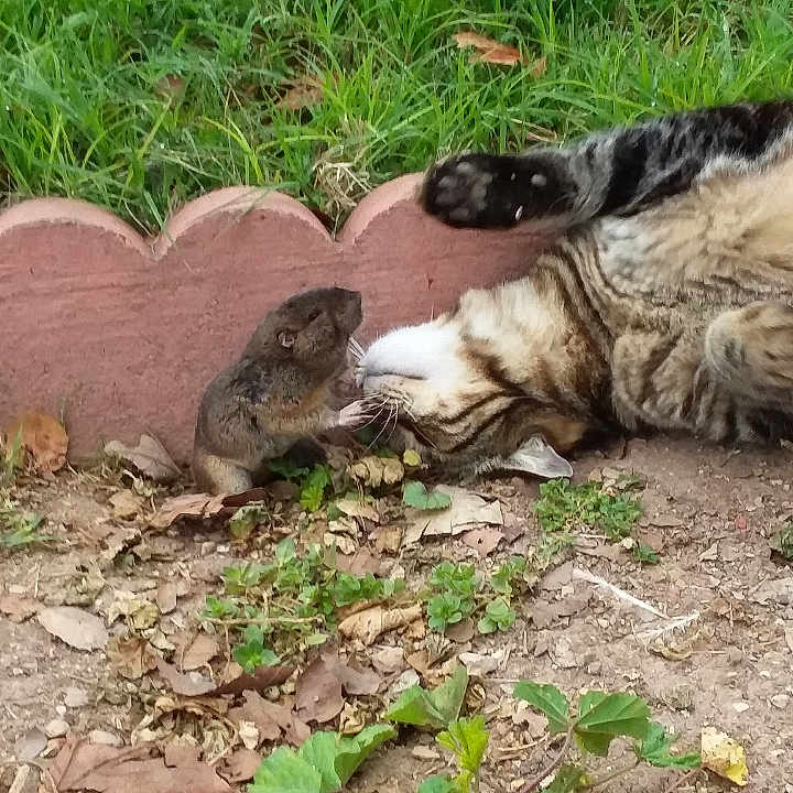 Bad Cat