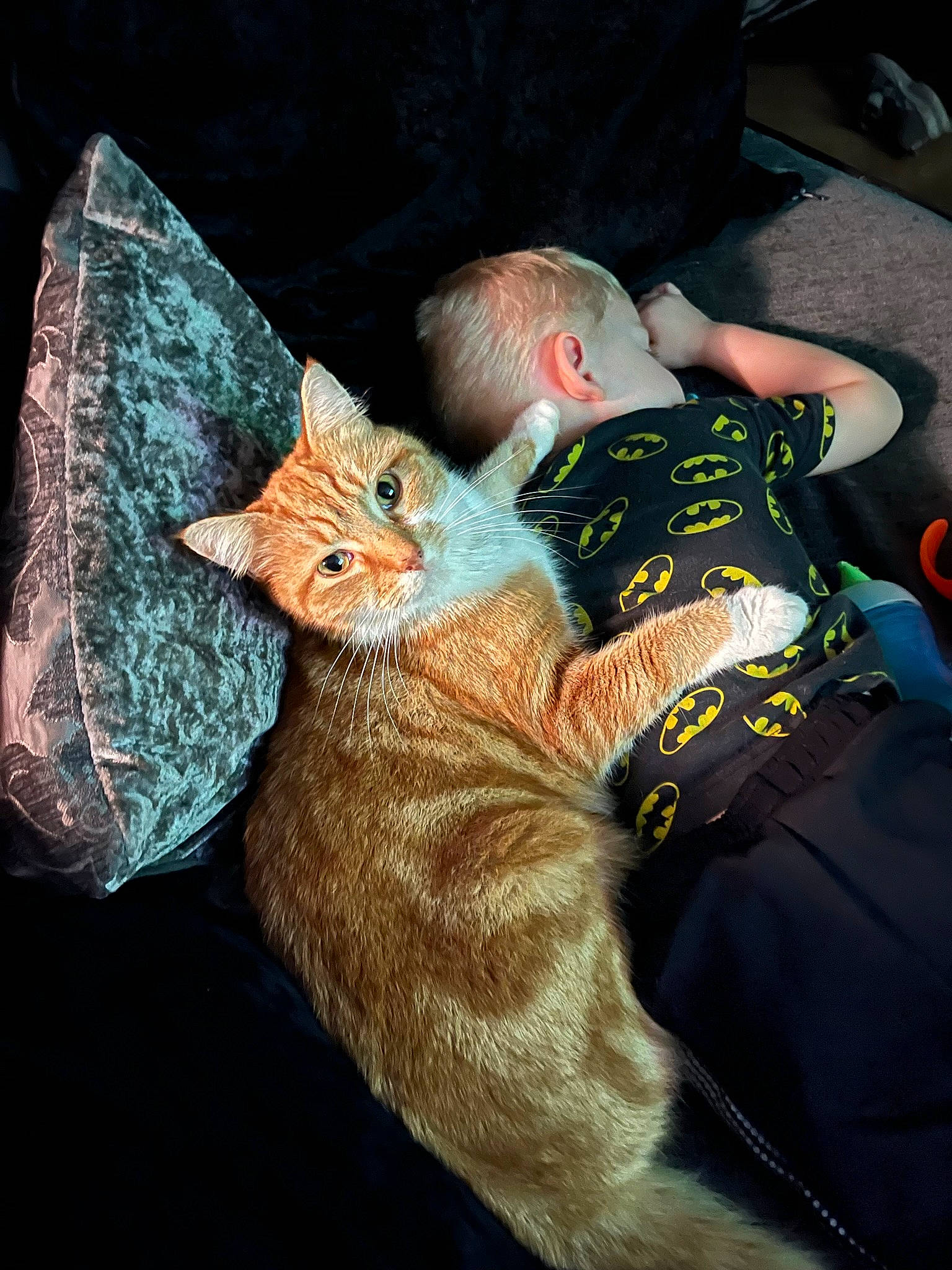 Dorito joined the competition — help win amazing prizes! bag, carnivore, cat, claw, comfort, couch, domestic_short_haired_cat, fashion_accessory, fawn, felidae, fur, hat, lap, linens, nap, paw, small_to_medium_sized_cats, tail, thread, whiskers