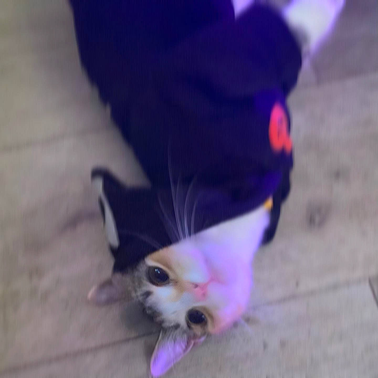 Kiyori joined the competition — help win amazing prizes! carnivore, cat, claw, dog_breed, domestic_short_haired_cat, electric_blue, fawn, felidae, flooring, foot, fur, human_leg, paw, purple, road_surface, small_to_medium_sized_cats, snout, tail, whiskers, wood