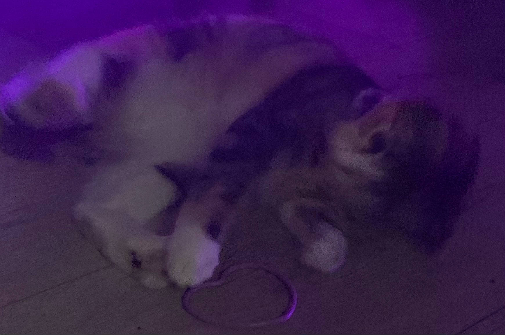 Kiyori joined the competition — help win amazing prizes! canidae, carnivore, cat, companion_dog, dog_breed, ear, electric_blue, fawn, felidae, flooring, fur, magenta, paw, petal, purple, small_to_medium_sized_cats, snout, tail, violet, whiskers