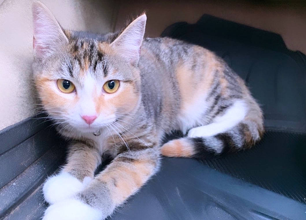 Kiyori is registered to the contest to win money with this photo: art, carnivore, cat, cat_furniture, claw, comfort, domestic_short_haired_cat, felidae, fur, paw, sitting, small_to_medium_sized_cats, snout, tail, whiskers