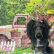 Sally Rose joined the competition — help win amazing prizes! dog, poodle, flower, butterfly, grass, truck, barrel, fence, greenery, garden, flowers, pink, yellow, outdoor, pet, portrait, cute, fur, animal, decor