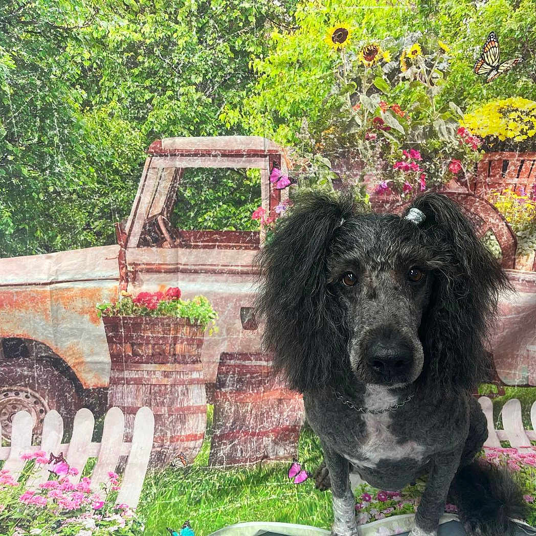 Sally Rose joined the competition — help win amazing prizes! animal, barrel, butterfly, cute, decor, dog, fence, flower, flowers, fur, garden, grass, greenery, outdoor, pet, pink, poodle, portrait, truck, yellow
