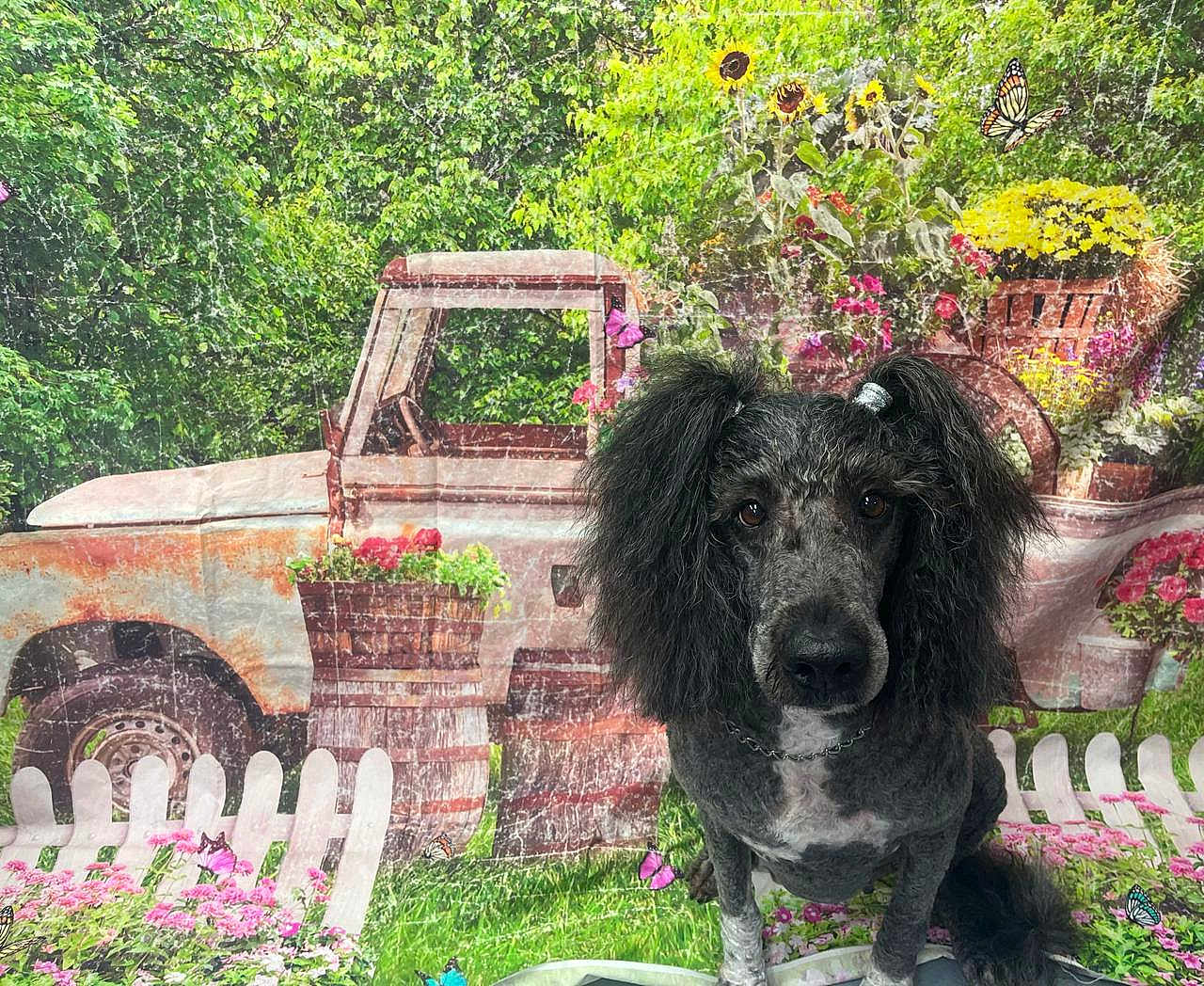 Sally Rose joined the competition — help win amazing prizes! dog, poodle, flower, butterfly, grass, truck, barrel, fence, greenery, garden, flowers, pink, yellow, outdoor, pet, portrait, cute, fur, animal, decor