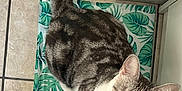 Chanel participe au concours pour gagner de l'argent avec cette photo : cat, green_eyes, tabby, white_fur, striped_tail, mat, leaf_pattern, tile_floor, indoor, cabinet, curious, pet, animal, looking_up, whiskers, ears, flooring, domestic_cat, cute, fur
