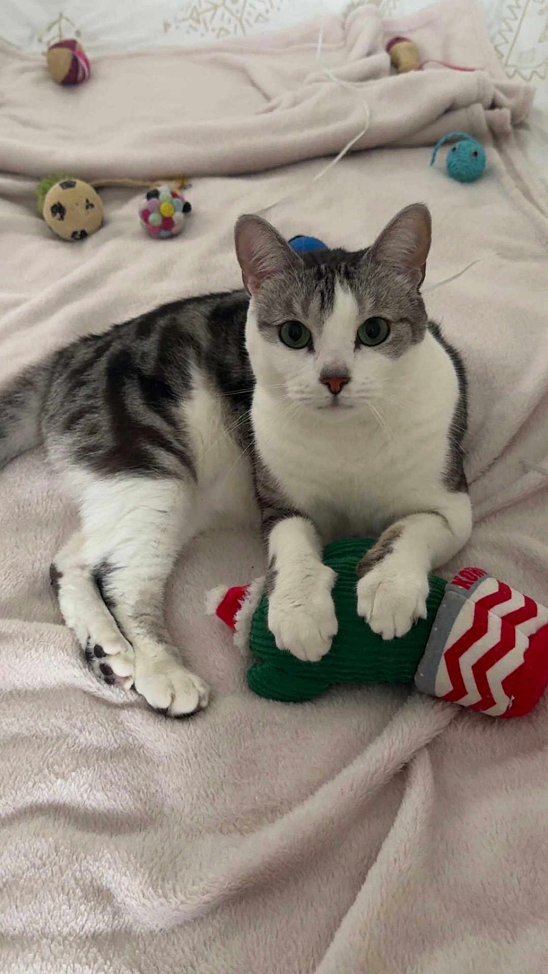 Chanel participe au concours pour gagner de l'argent avec cette photo : cat, gray_and_white, toy, mitten, blanket, yarn, soft_texture, indoor, pet, cute, relaxed, feline, claws, paws, whiskers, playful, cozy, resting, fur, domestic_cat