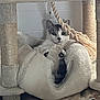 Chanel a rejoint le concours — aidez-le/la à gagner de superbes lots ! cat, cat_tree, hammock, rope, indoor, pet, feline, relaxed, paws, fur, white, gray, cozy, resting, animal, cute, home, soft, playful, comfortable