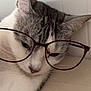 Chanel participe au concours pour gagner de l'argent avec cette photo : cat, glasses, close_up, gray_and_white, whiskers, ears, nose, resting, indoor, pet, feline, face, fur, domestic_animal, cute, eyewear, portrait, relaxed, animal, head