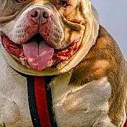 Fraser a rejoint le concours — aidez-le/la à gagner de superbes lots ! dog, bulldog, canine, pet, portrait, outdoor, grass, harness, tongue, smiling, happy, sitting, close_up, brown_and_white, muscular, short_hair, animal, lock_screen, smartphone_screenshot, clock