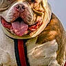 dog, bulldog, canine, pet, portrait, outdoor, grass, harness, tongue, smiling, happy, sitting, close_up, brown_and_white, muscular, short_hair, animal, lock_screen, smartphone_screenshot, clock