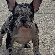 Oreo joined the competition — help win amazing prizes! puppy, dog, french_bulldog, spotting, ears, outdoor, concrete, standing, young, pet, animal, cute, fur, mammal, adorable, black_and_white, small, front_view, alert, curious