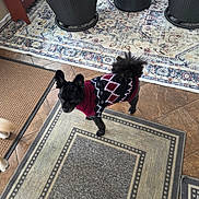 Jax is registered to the contest to win money with this photo: dog, small_dog, sweater, black_dog, indoor, rug, floor, wicker_chair, red_cushion, tile_floor, patterned_rug, pet_clothing, tail, paw, furniture, home_interior, cozy, alert, animal, companion