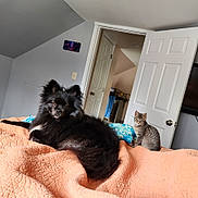 Jax joined the competition — help win amazing prizes! dog, cat, bedroom, blanket, orange_blanket, black_dog, tabby_cat, door, open_door, blue_towel, wall, television, tv, furniture, pet, animal, indoor, resting, curious, cozy