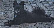 Jax is registered to the contest to win money with this photo: dog, black_dog, outdoor, cobblestone, pavement, fluffy_tail, pet, animal, resting, lying_down, canine, collar, fur, sunlight, relaxed, quiet, daytime, small_dog, ears_up, shadow