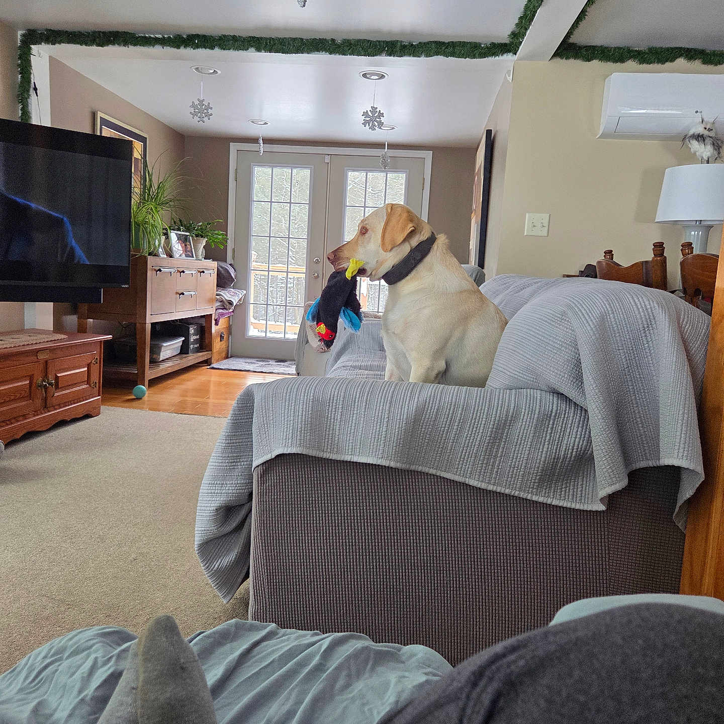 Luna joined the competition — help win amazing prizes! dog, labrador, toy, couch, blanket, living_room, carpet, television, furniture, plant, window, door, holiday_decor, snowflake, garland, person, relaxing, indoor, wooden_furniture, lamp