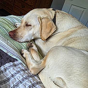 Luna joined the competition — help win amazing prizes! dog, labrador_retriever, sleeping, bed, blanket, indoor, furniture, door, wooden_dresser, pet, canine, resting, cozy, fur, animal, domestic_animal, relaxation, closeup, quiet, peaceful