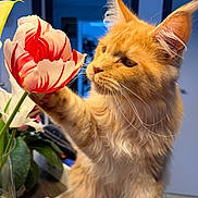 Apache a rejoint le concours — aidez-le/la à gagner de superbes lots ! cat, orange_cat, flower, tulip, indoor, curious, pet, plant, vase, whiskers, paw, closeup, feline, table, leaf, domestic_animal, animal, nature, soft_light, background_blur