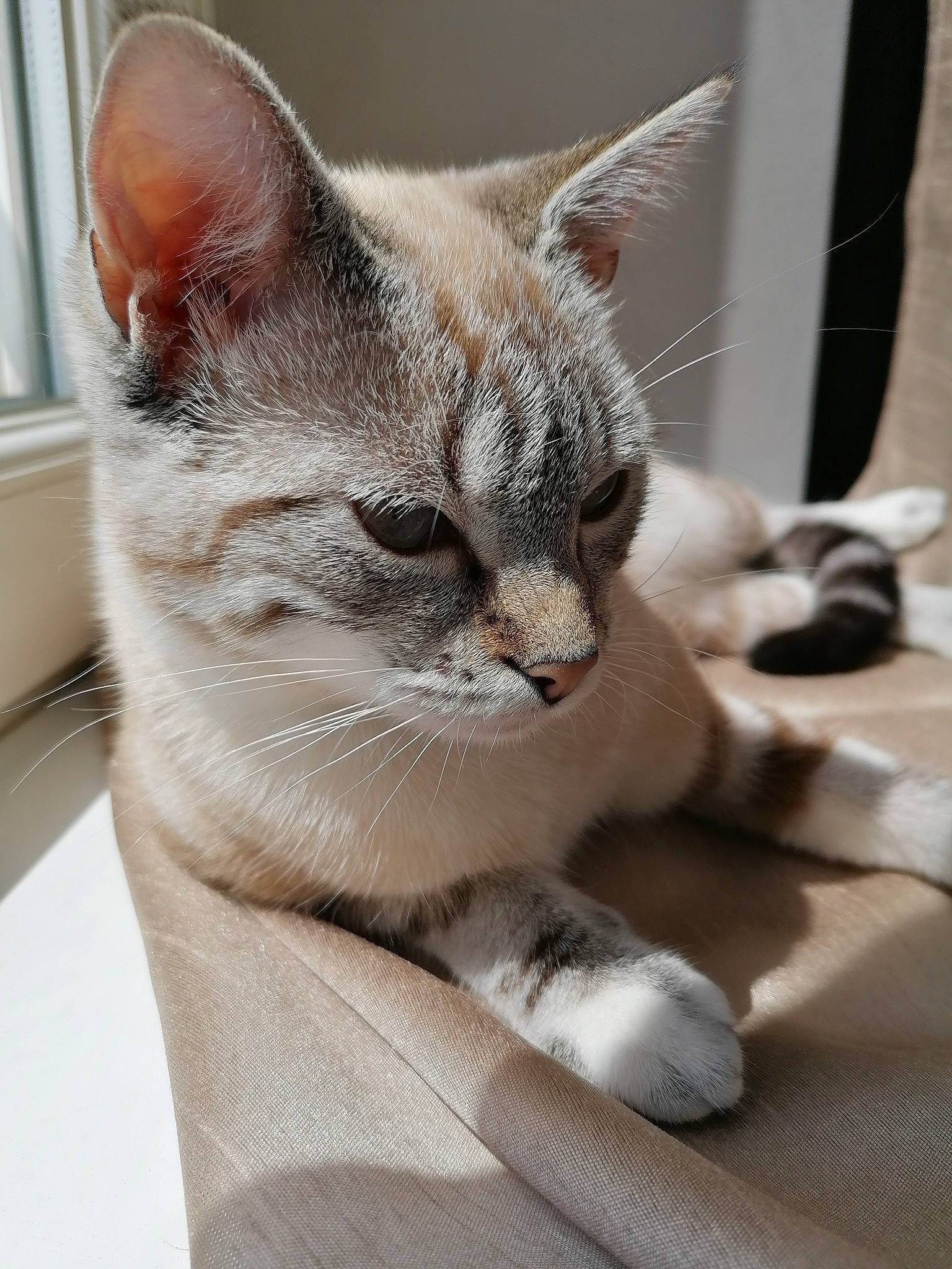 Caly a rejoint le concours — aidez-le/la à gagner de superbes lots ! aegean_cat, american_shorthair, american_wirehair, asian, australian_mist, burmilla, carnivore, cat, domestic_short_haired_cat, ear, european_shorthair, fawn, felidae, kitten, mammal, singapura, small_to_medium_sized_cats, snout, tabby_cat, whiskers