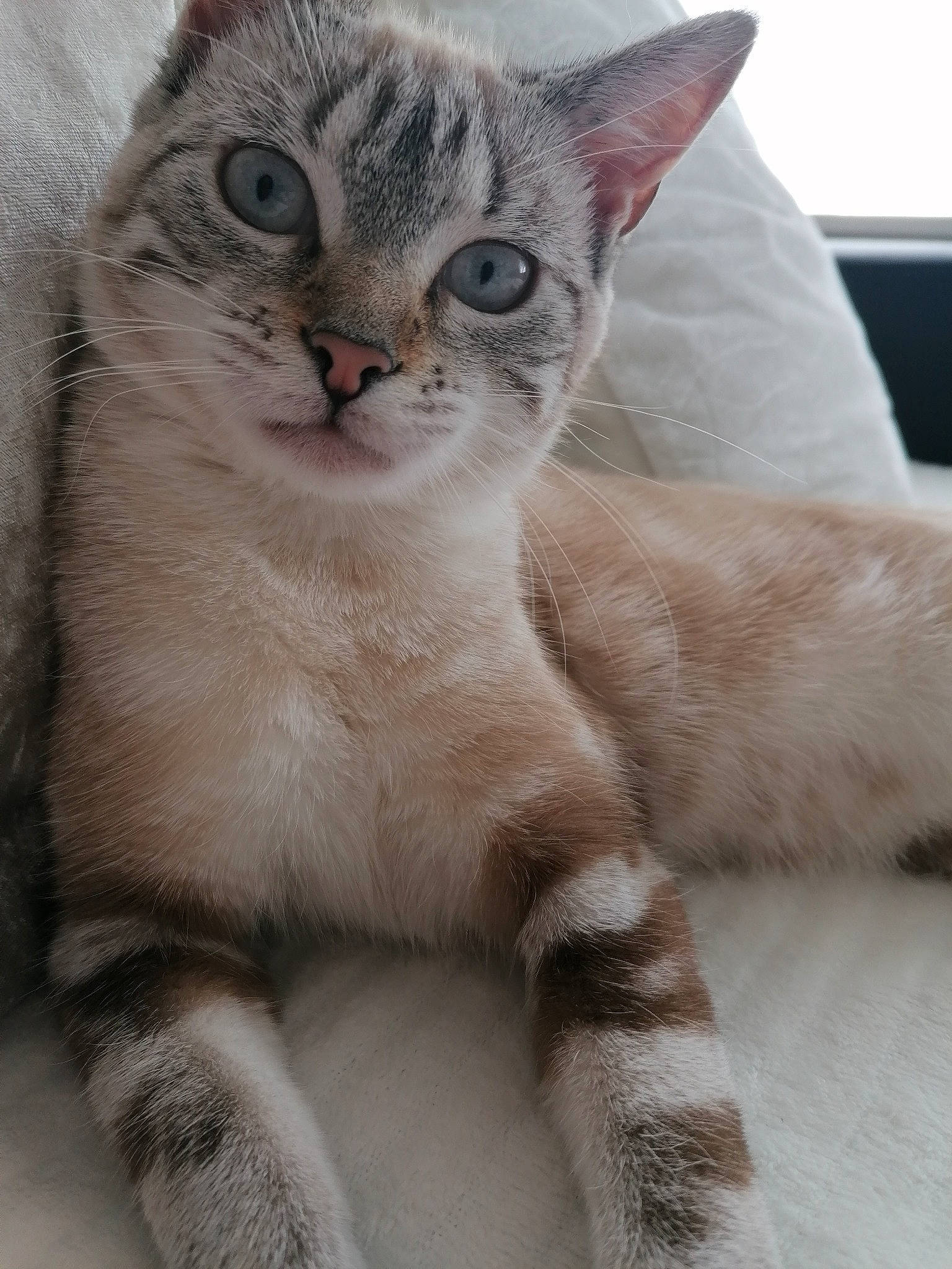 Caly participe au concours pour gagner de l'argent avec cette photo : aegean_cat, american_wirehair, arabian_mau, asian, australian_mist, burmilla, carnivore, cat, domestic_short_haired_cat, european_shorthair, eye, felidae, kitten, mammal, singapura, small_to_medium_sized_cats, snout, tabby_cat, vertebrate, whiskers