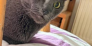 Chouchou a rejoint le concours — aidez-le/la à gagner de superbes lots ! animal, bedroom, bedspread, cat, close_up, curious, domestic_animal, ears, feline, fur, furniture, gray_cat, indoor, pet, purple, resting, whiskers, white, wide_eyes, wooden_chair