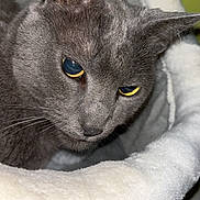 Chouchou participe au concours pour gagner de l'argent avec cette photo : animal, cat, close_up, comfortable, cozy, curious, cute, domestic_cat, ears, feline, fur, gray_cat, indoor, pet, portrait, resting, sleepy, soft_bed, whiskers, yellow_eyes