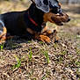 animal, appenzeller, ball, canine, dog, field, grass, grassland, hound, outdoors, pet, plant, puppy, snout, soil, sport, tennis, tennisball, tree, vegetation