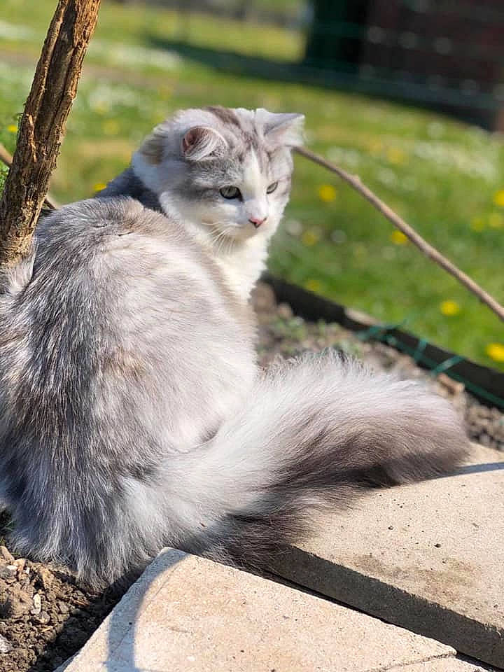 Aïko a rejoint le concours — aidez-le/la à gagner de superbes lots ! aegean_cat, asian, asian_semi_longhair, carnivore, cat, domestic_short_haired_cat, european_shorthair, felidae, fur, kitten, mammal, norwegian_forest_cat, siberian, small_to_medium_sized_cats, tabby_cat, tail, whiskers, wildlife