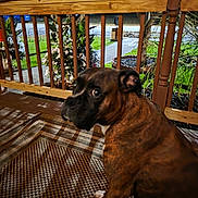 Archie is registered to the contest to win money with this photo: dog, brown_dog, porch, wooden_railings, rug, patterned_rug, outdoor, night, garden, plants, flowers, grass, sidewalk, house, tree, pet, canine, looking_back, pavement, residential