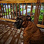 dog, brown_dog, porch, wooden_railings, rug, patterned_rug, outdoor, night, garden, plants, flowers, grass, sidewalk, house, tree, pet, canine, looking_back, pavement, residential