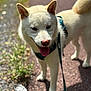 Yuki participe au concours pour gagner de l'argent avec cette photo : animal, canine, closeup, dog, ears, fur, grass, happy, harness, leash, mammal, nature, outdoor, pavement, pet, shiba_inu, sunlight, tail, tongue_out, walking